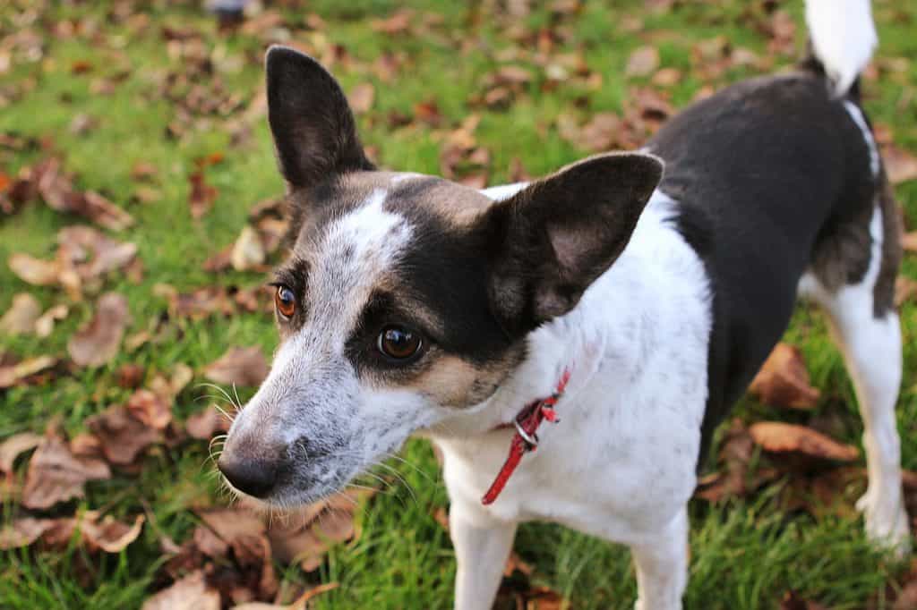 mountain feist breed of dog