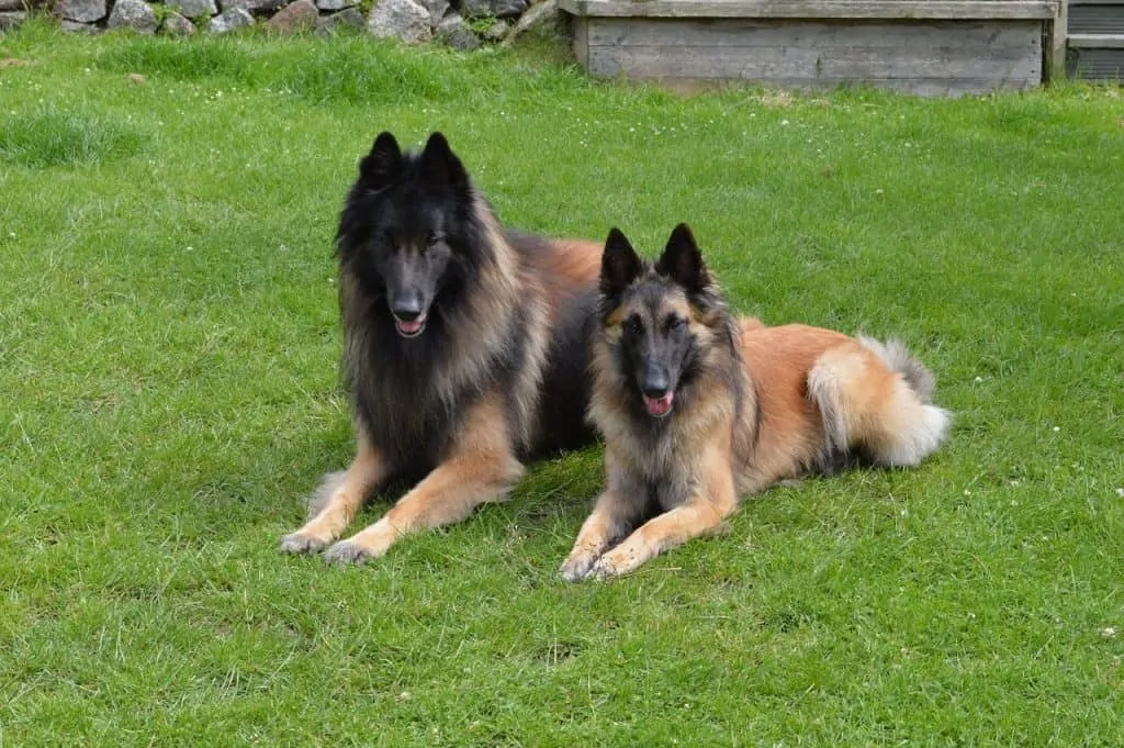 Pic 9 two belgian shepherds laying in grass