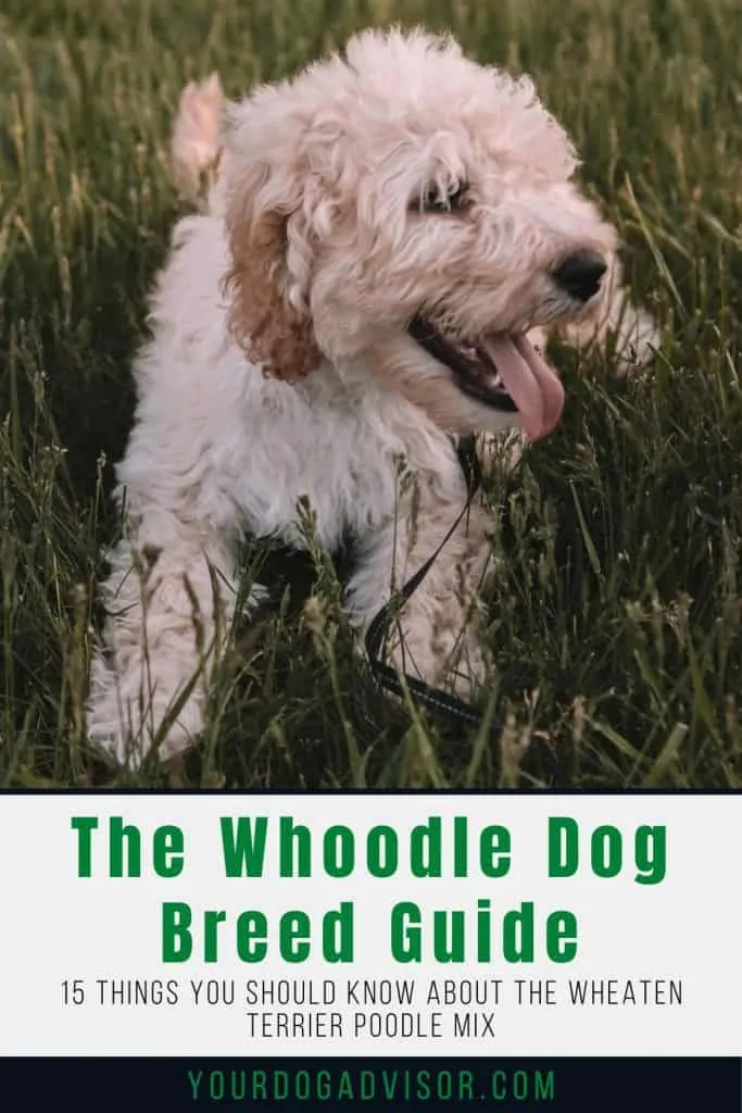 Whoodle 2