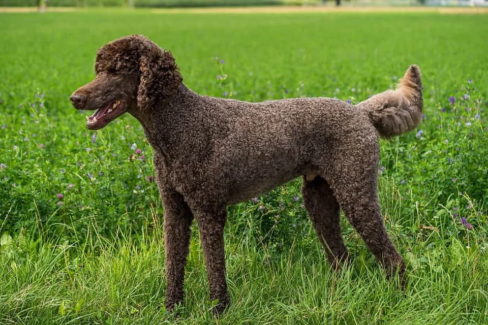 pic 1 brown poodle