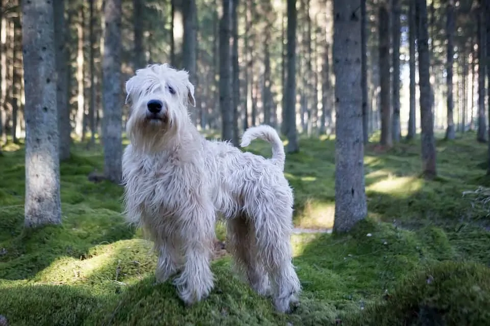 pic 10 wheaten terrier