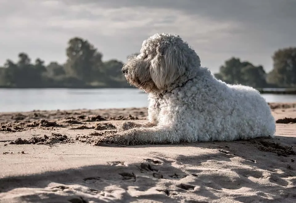 pic 11 goldendoodle