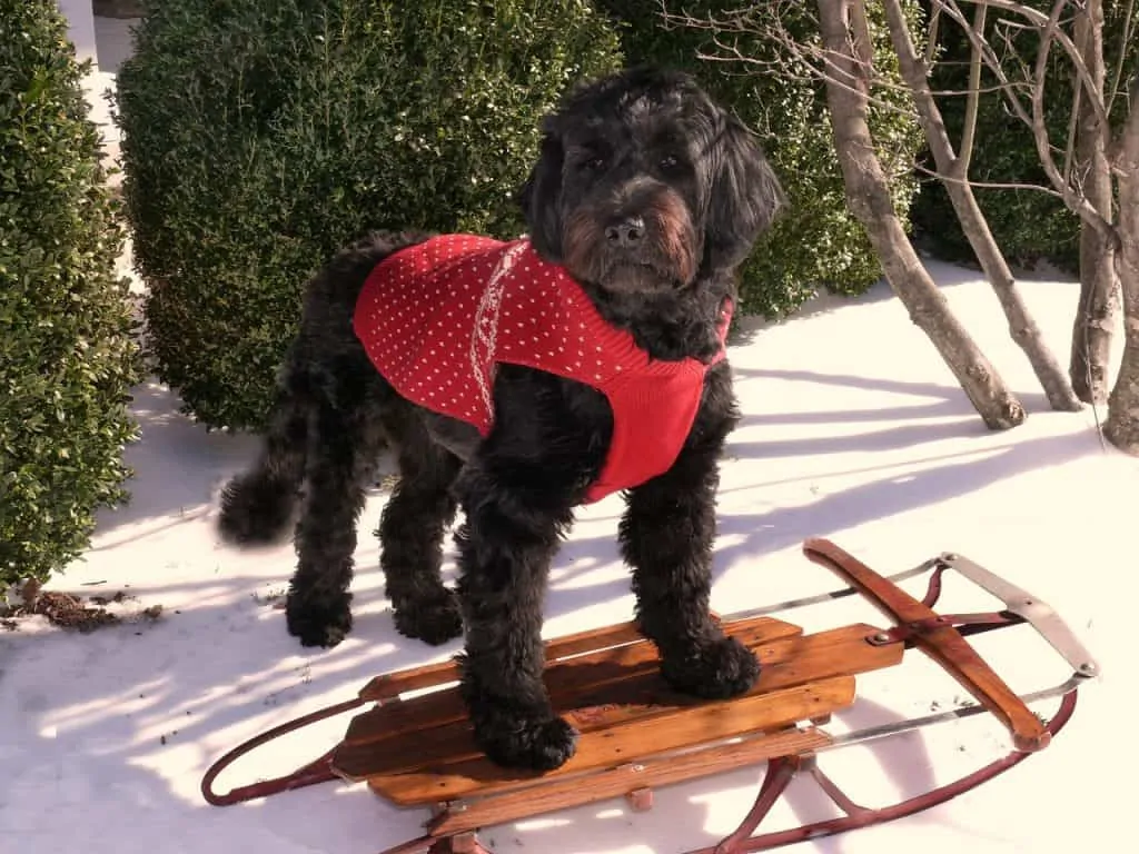 pic 12 portuguese water dog