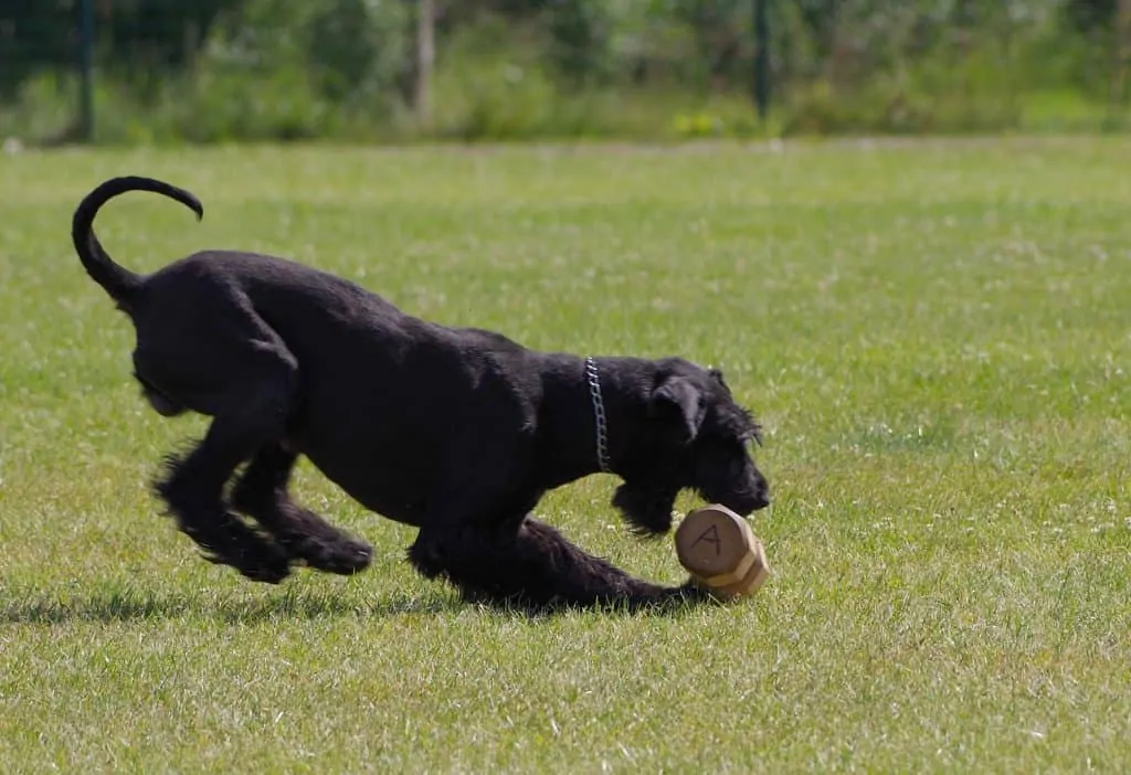 pic 5 giant schnauzer