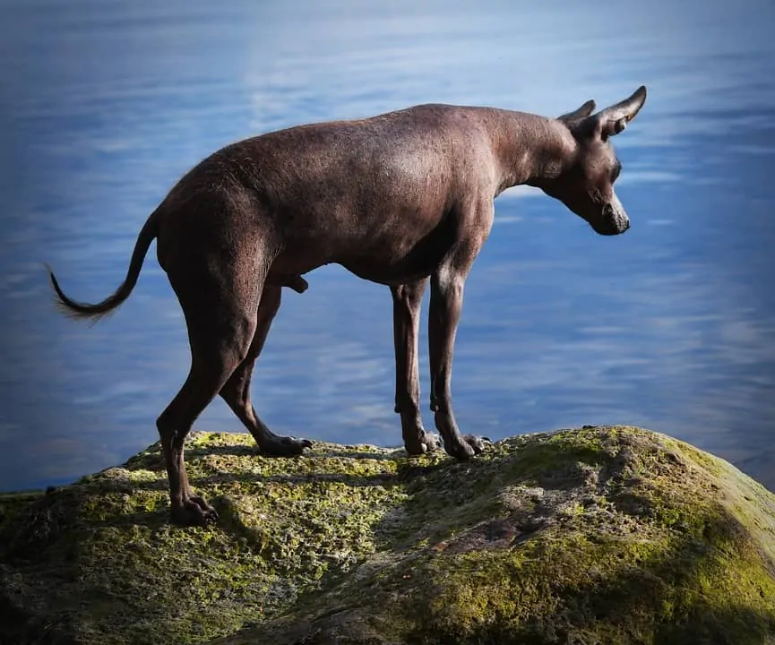 pic 7 xoloitzcuintli