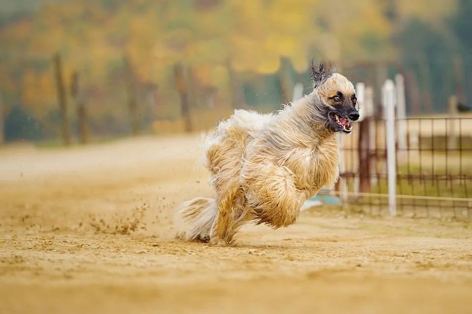 pic 9 afghan hound