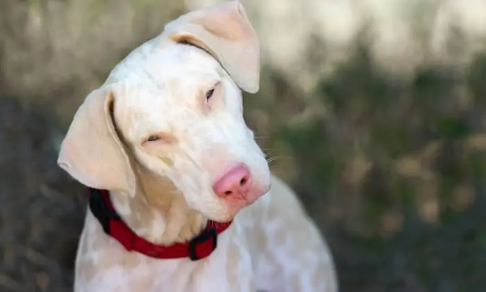 1.Albino Dog 2