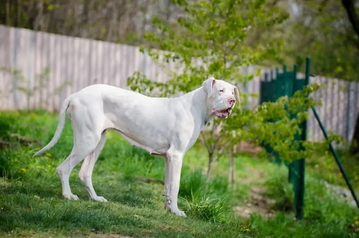 3.White Great Dane 2