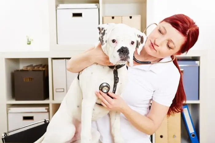 5.veterinarian with albino dog 3