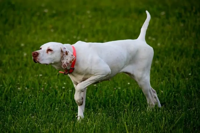 8.Training albino dog 2