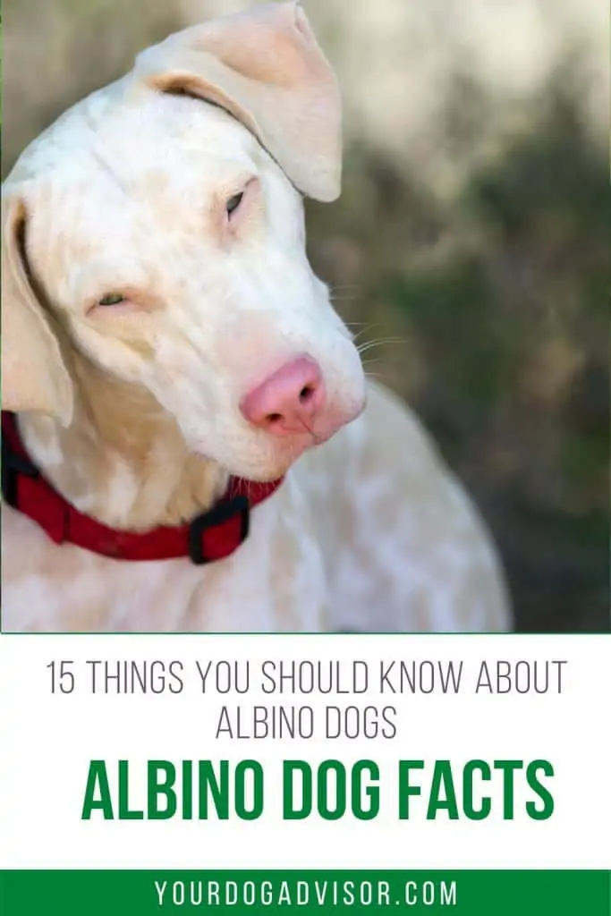 what does a albino dog look like