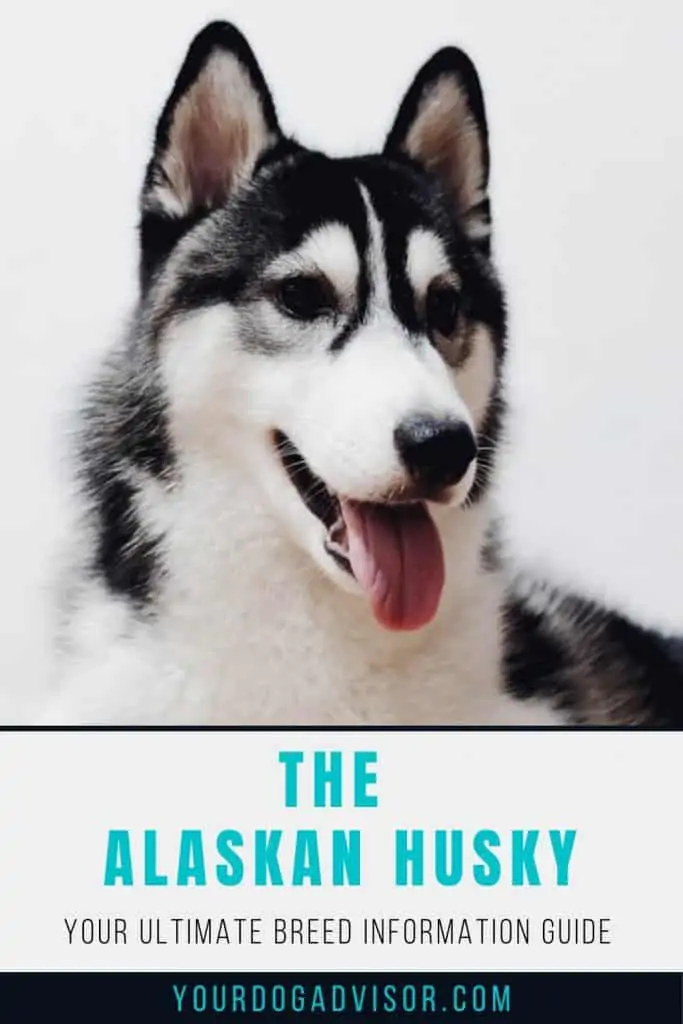 Alaskan Husky 1