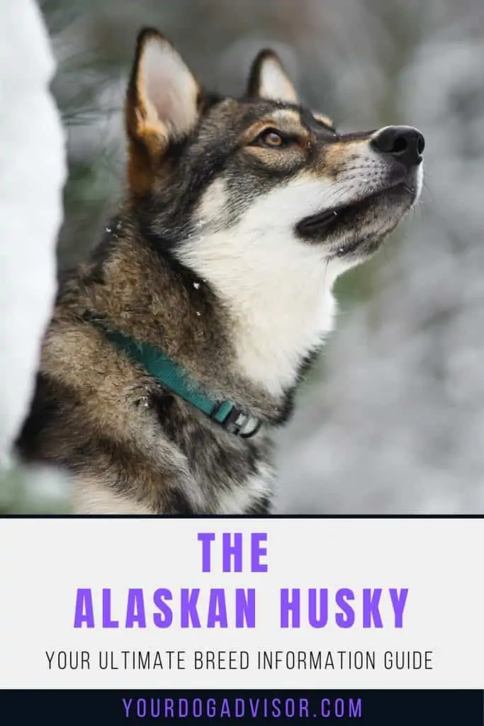 Alaskan Husky 2