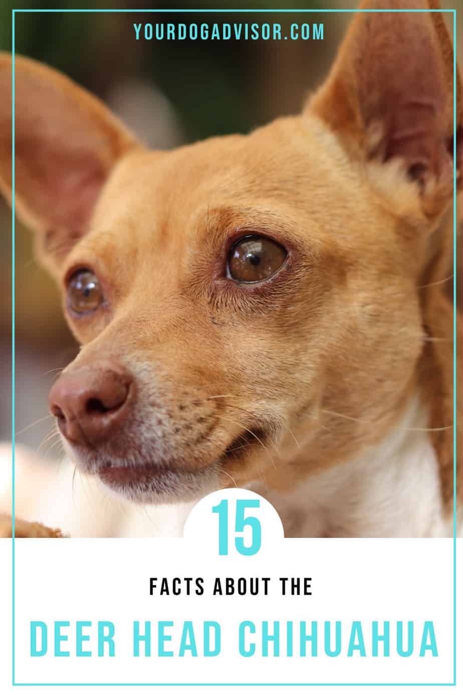 Deer Head Chihuahua Breed Information 15 Facts Your Dog Advisor
