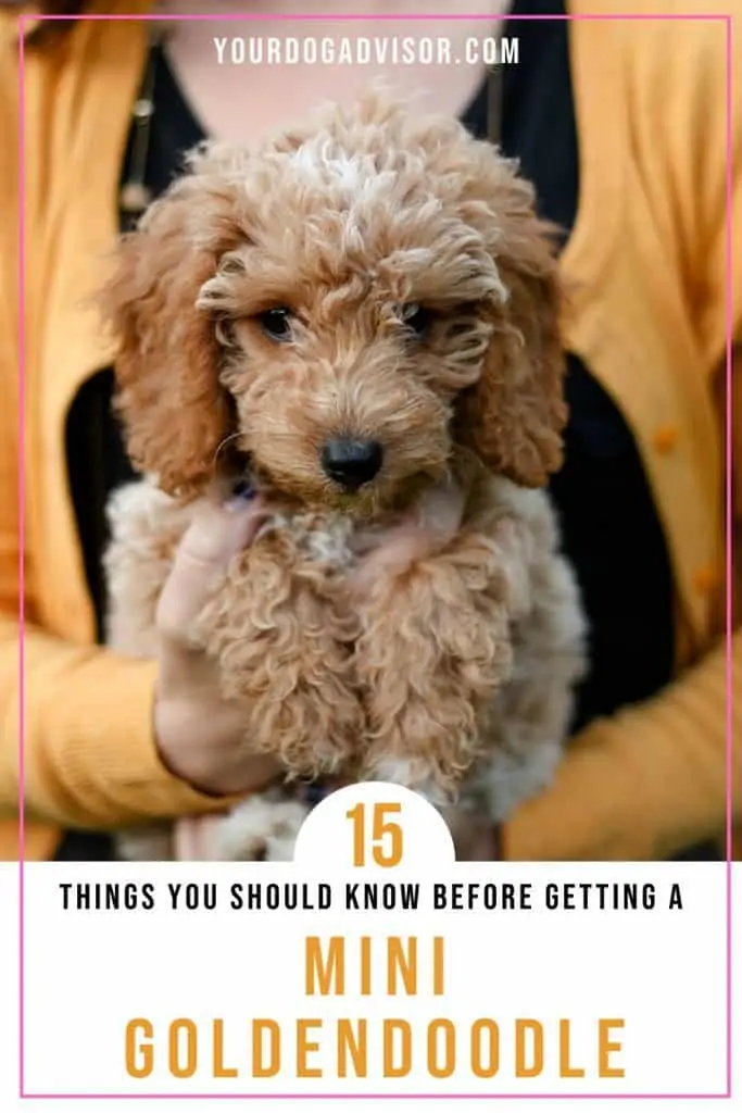 15 Things You Should Know Before Getting A Mini Goldendoodle - Your Dog ...