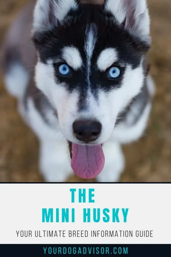 The Mini Husky - Your Ultimate Breed Information Guide - Your Dog Advisor