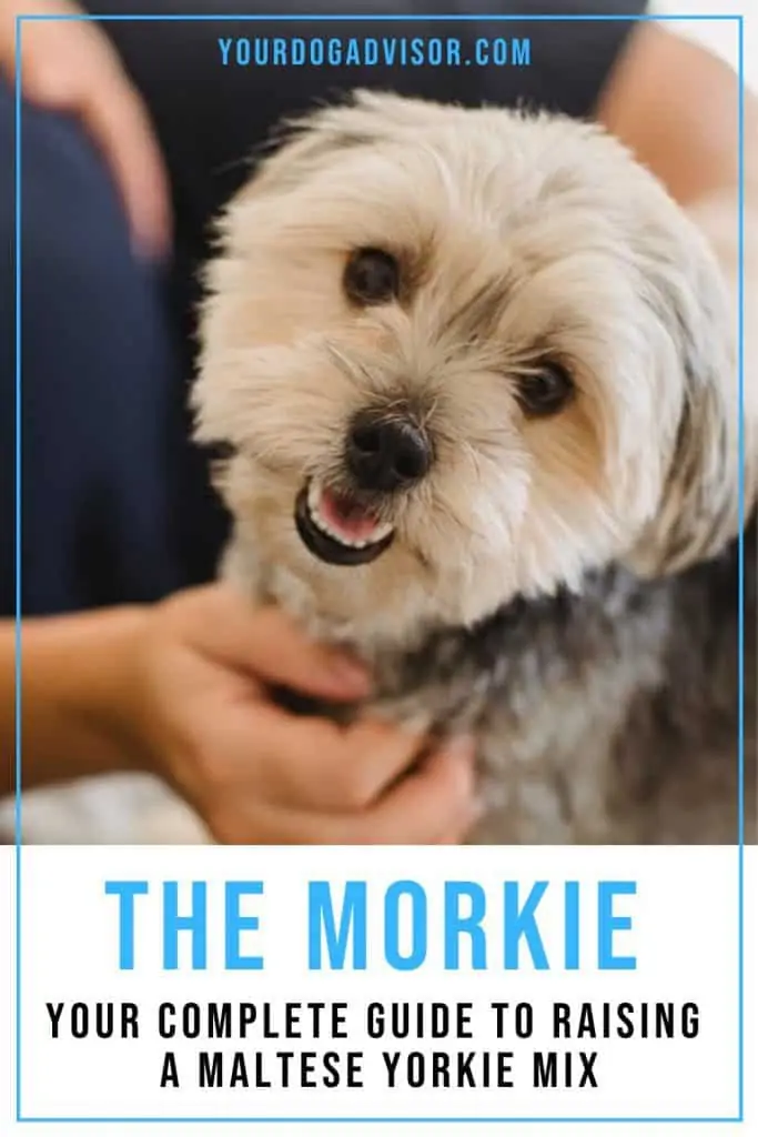 Morkie 2