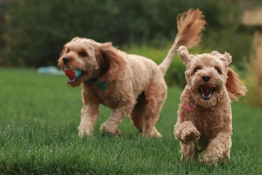 Pic 1 Two mini goldendoodles playing