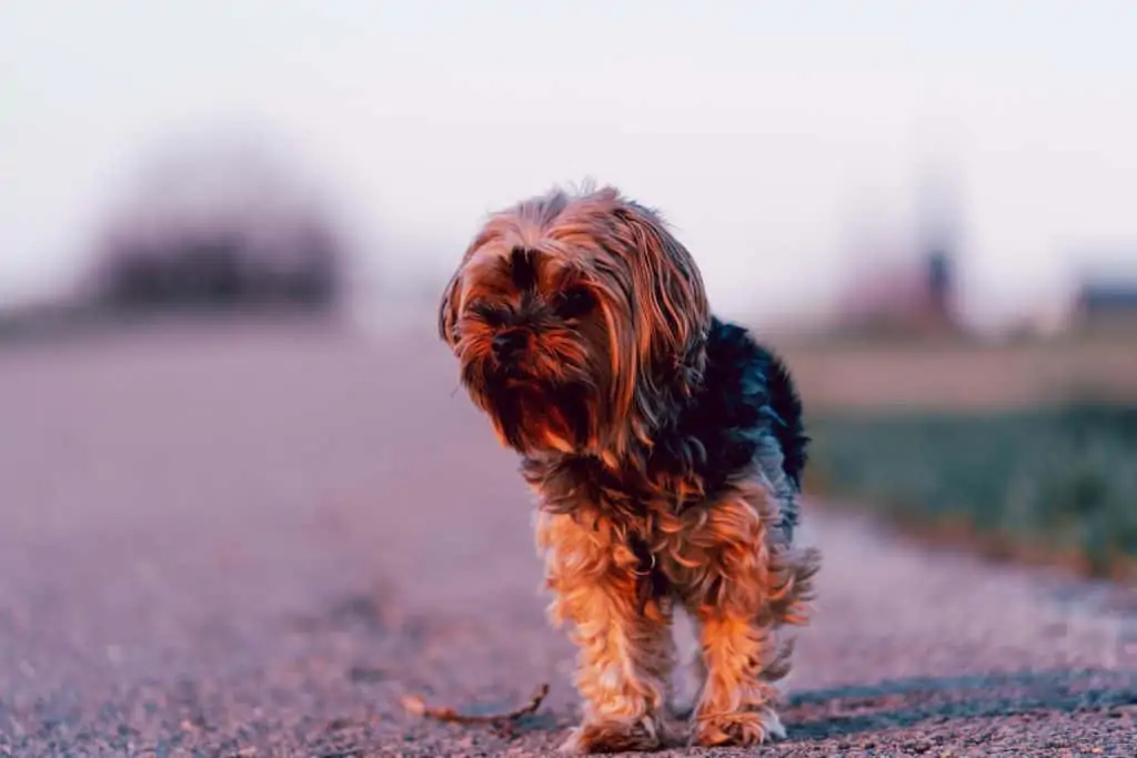 Best shampoo outlet for morkies