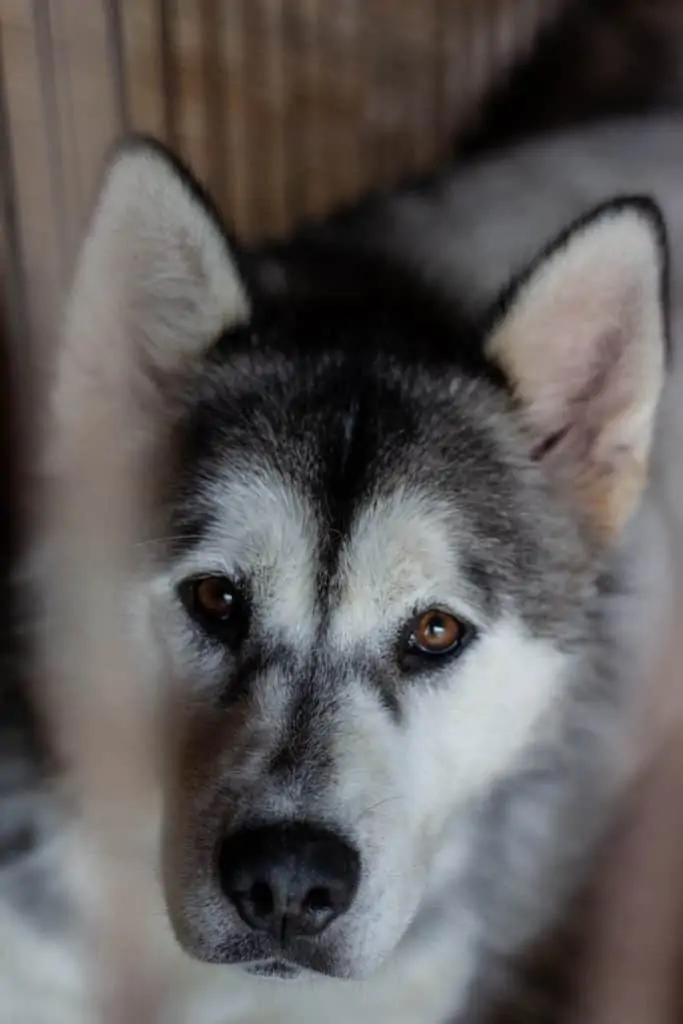 Pic 1 an Alaskan Husky with brown eyes