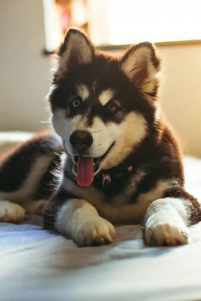 Pic 10 a brown and white mini husky