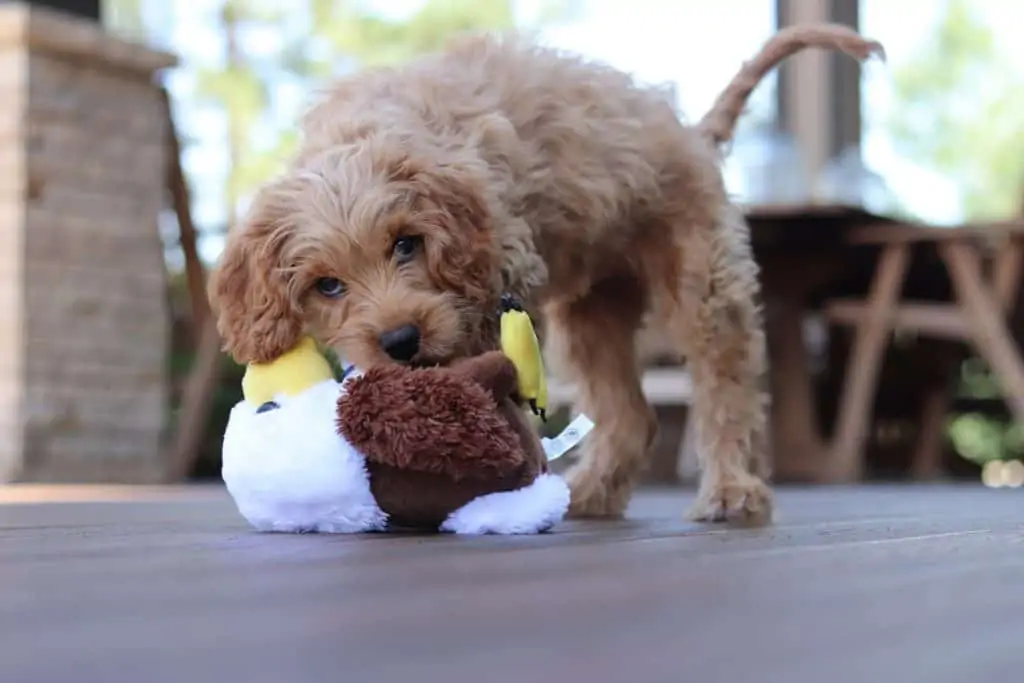 Pic 10 a goldendoodle puppy playing