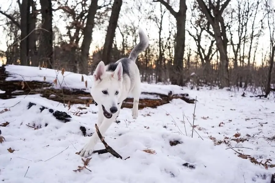 Pic 10 an Alaskan husky running