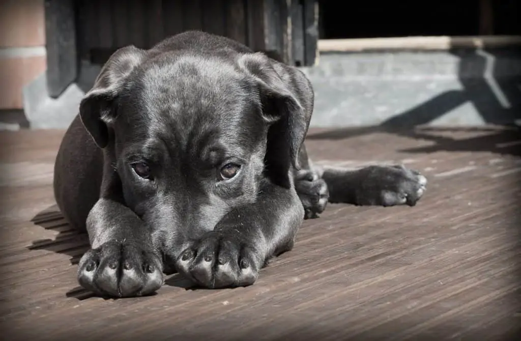 11 a canis panther puppy