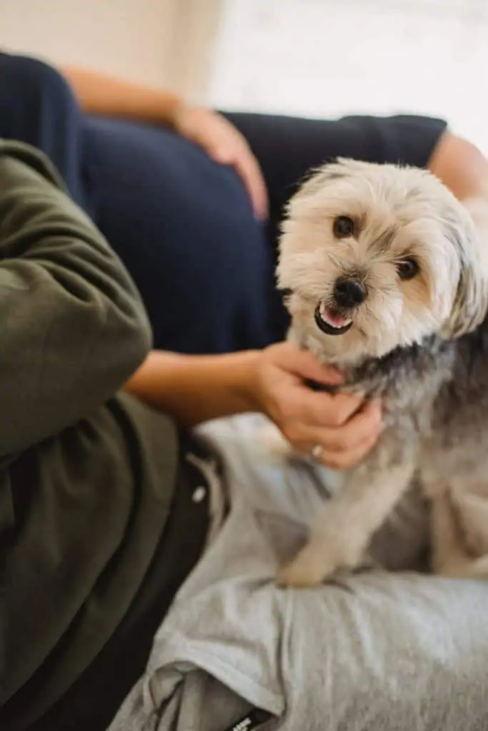 Pic 11 a happy Morkie being pet