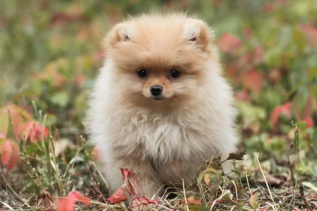 Pic 11 a teacup Pomeranian in grass