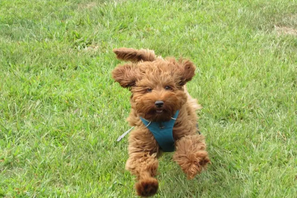 Pic 11 an apricot goldendoodle