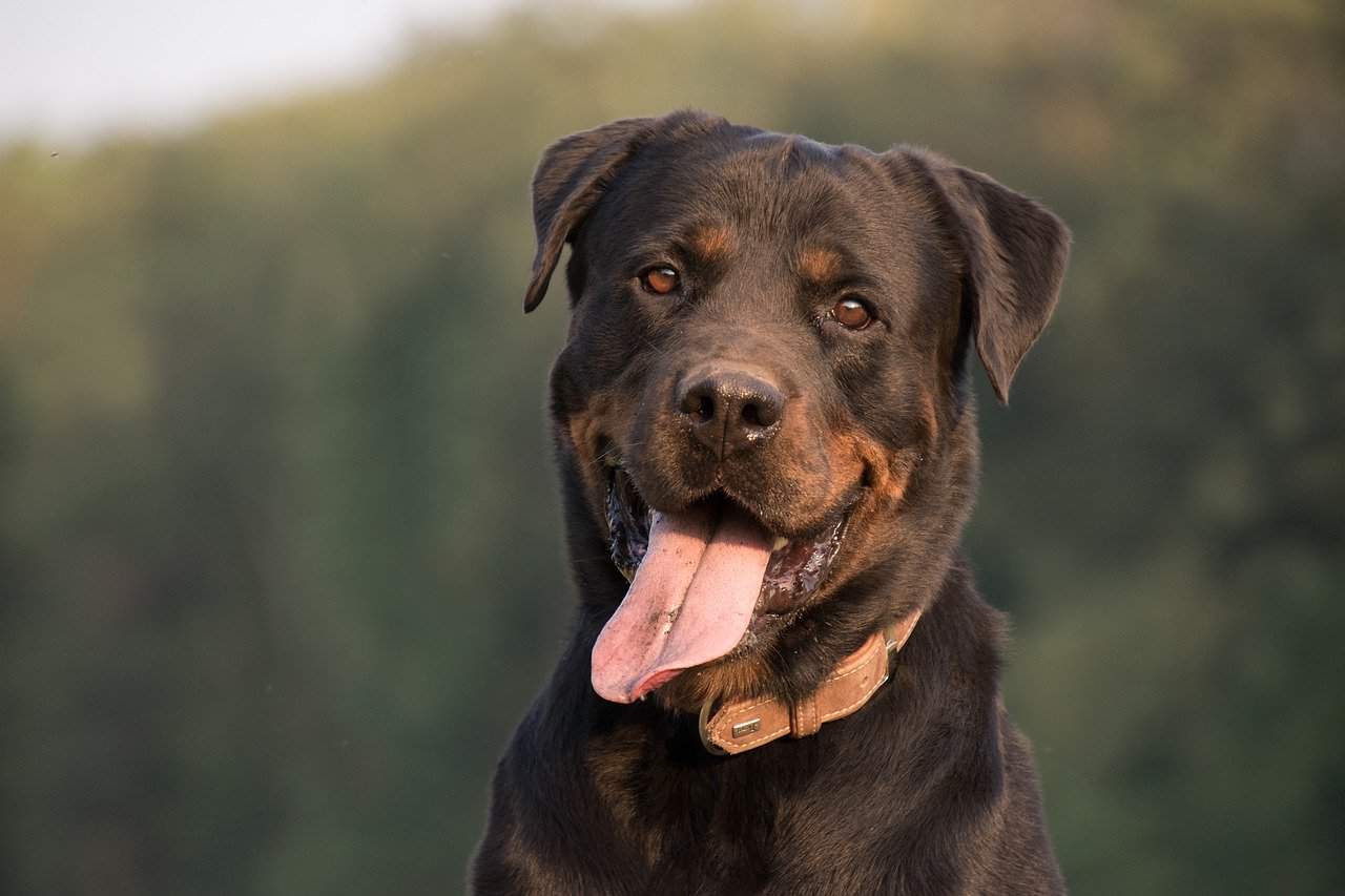 Rattador (Rottweiler Lab Mix) Dog Breed Information 15 Things to Know