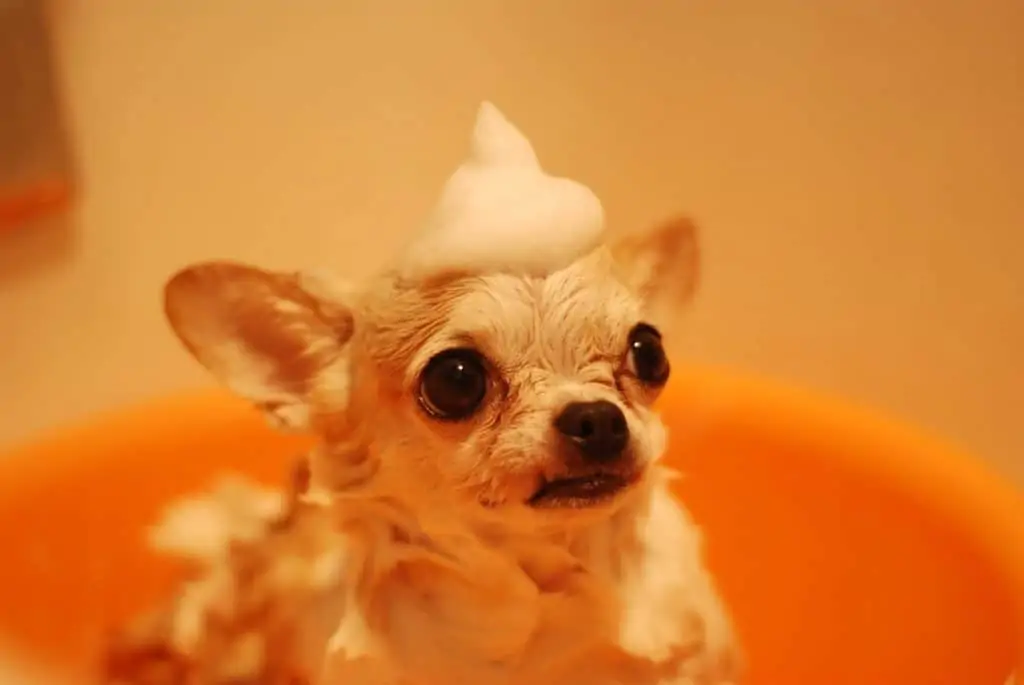 Pic 12 a deer head chihuahua getting a bath