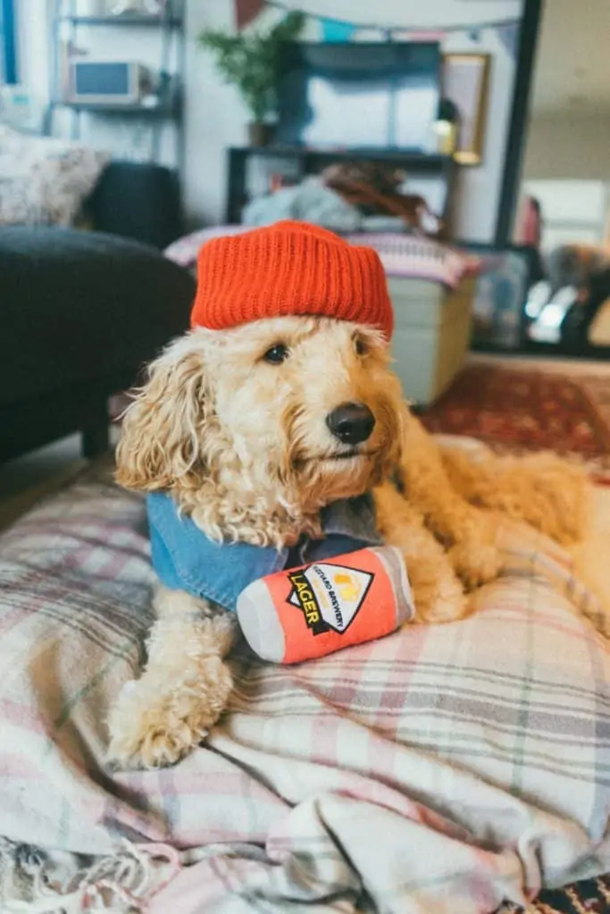 Pic 12 a goldendoodle with a red hat