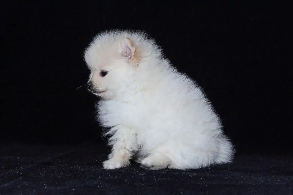 Pic 12 a white teacup pomeranian