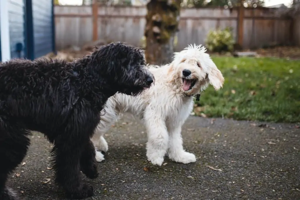 Pic 13 Two goldendoodle dogs playing