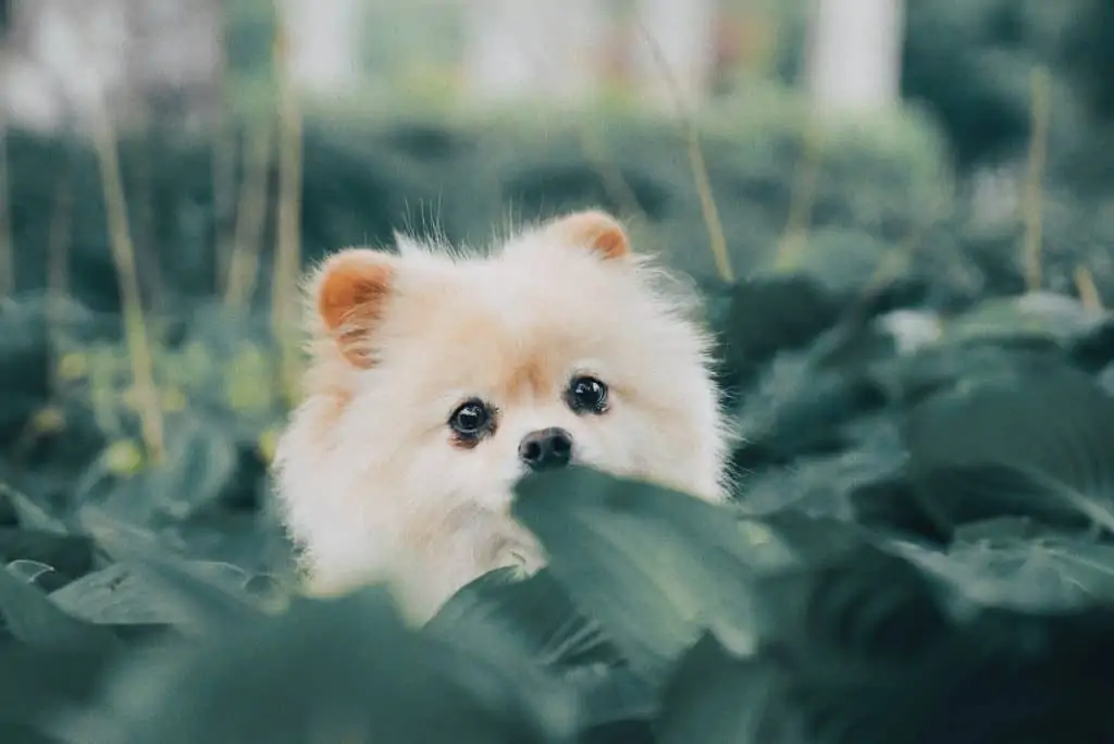 Pic 13 a Pomeranian outside in bushes