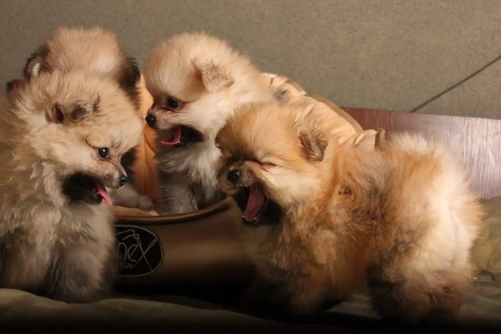 Pic 14 Pomeranian Puppies