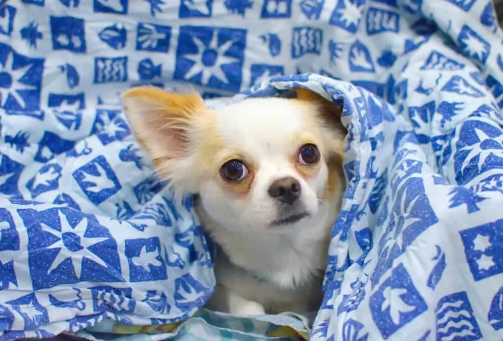 Pic 14 a chihuahua looking out from a blanket