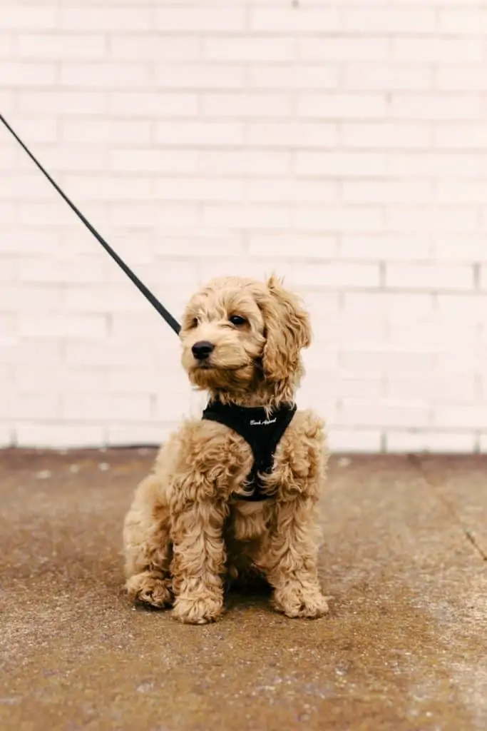 Pic 14 a mini goldendoodle on a leash