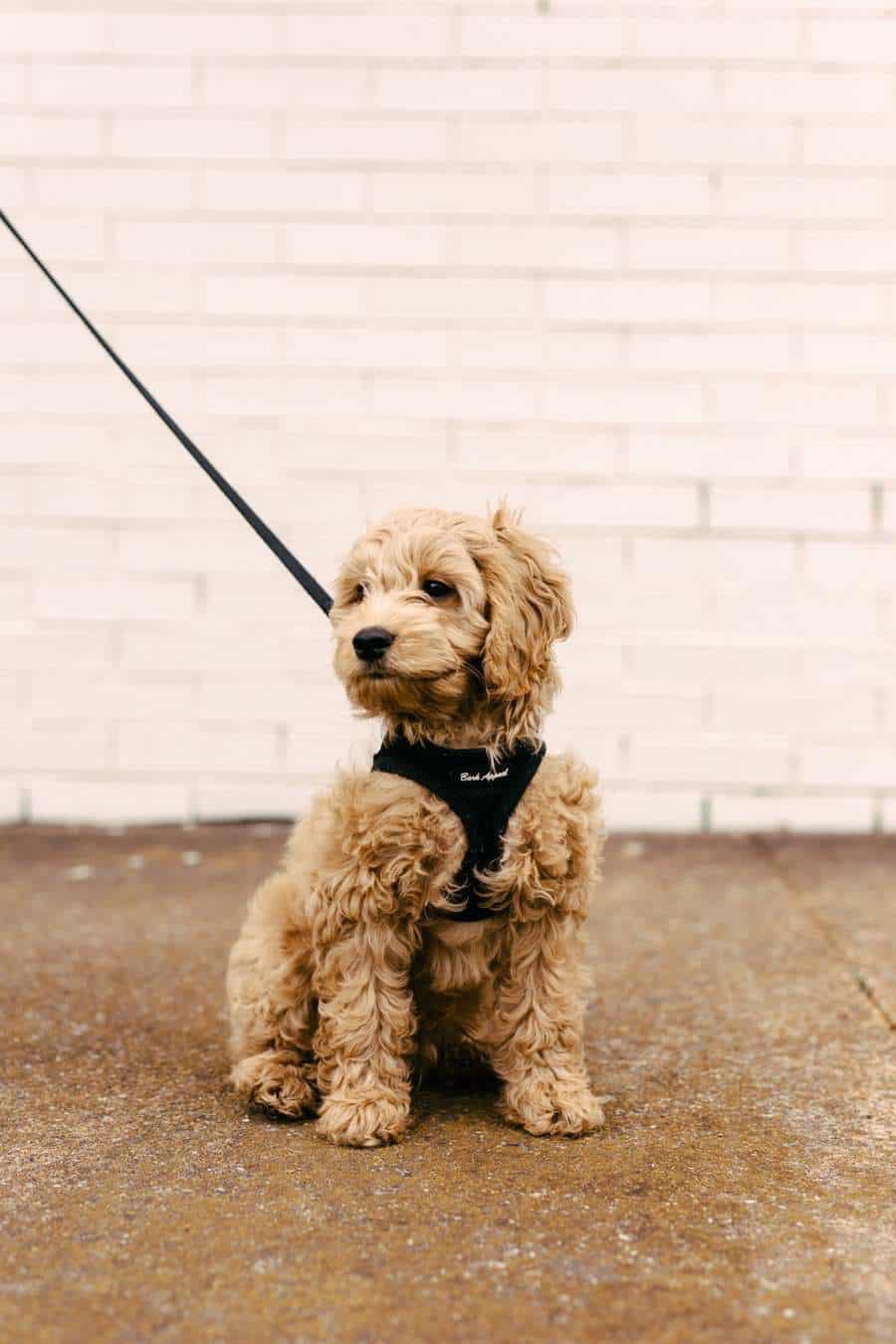 15 Things You Should Know Before Getting A Mini Goldendoodle Your Dog