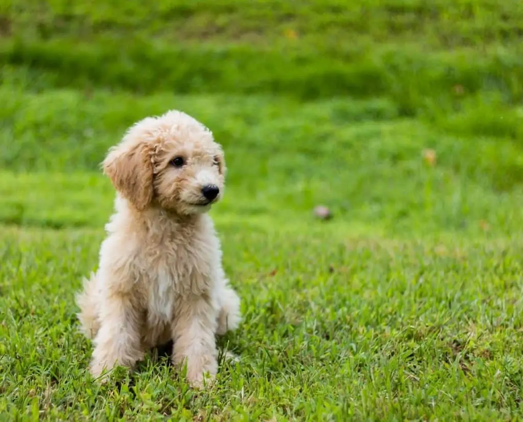 Pic 15 a goldendoodle puppy outside