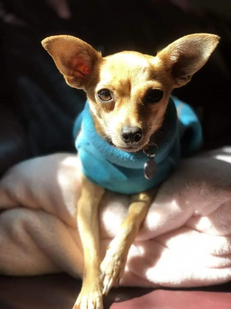 Pic 16 a chihuahua in a sweater