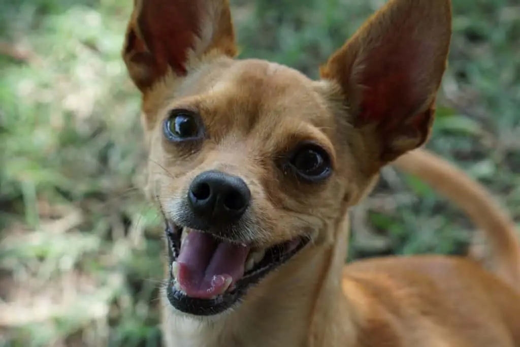 Pic 18 a happy chihuahua