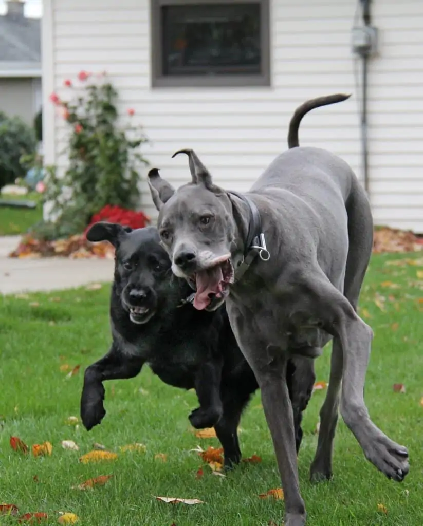 2 a Doberman and Labrador