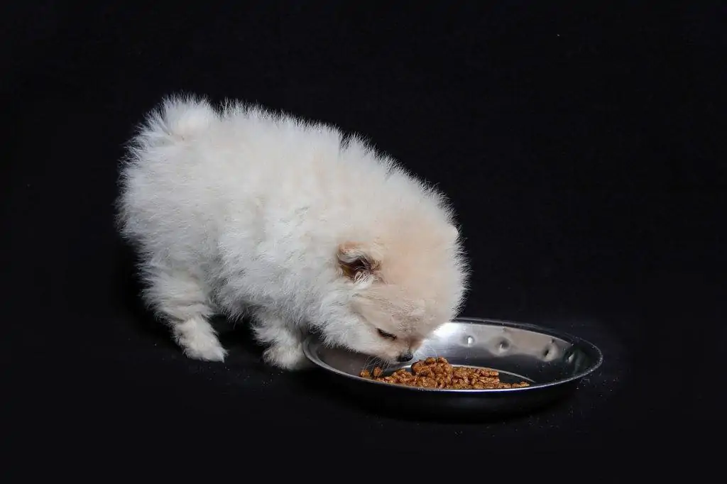 Pic 2 a Pomeranian eating