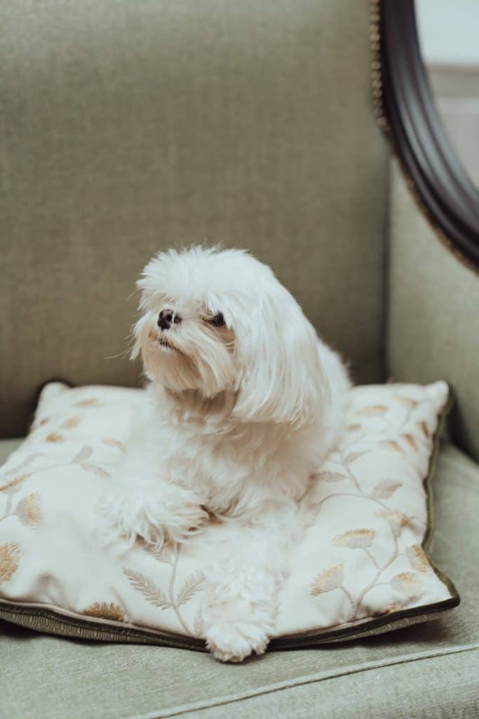 Pic 2 a maltese on a couch Pic 2 a maltese on a couch
