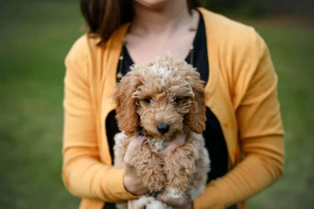 Pic 2 a woman holding a Mini Goldendoodle