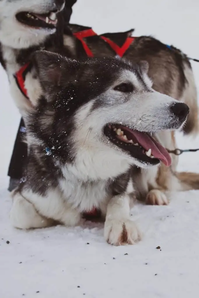 Pic 2 an Alaskan Husky on a sled