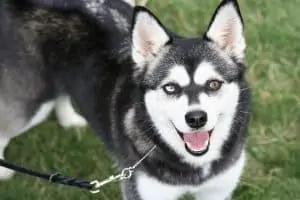 Pic 2 an Alaskan Klee Kai